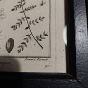 18th century natural history engraving framed pentandry Robert Bénard