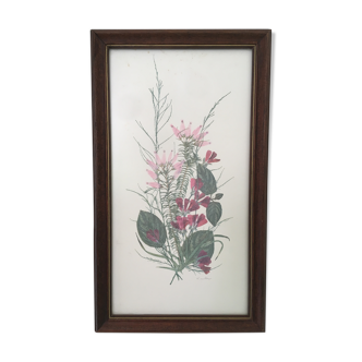 Vintage herbarium lithograph engraving illustration framed