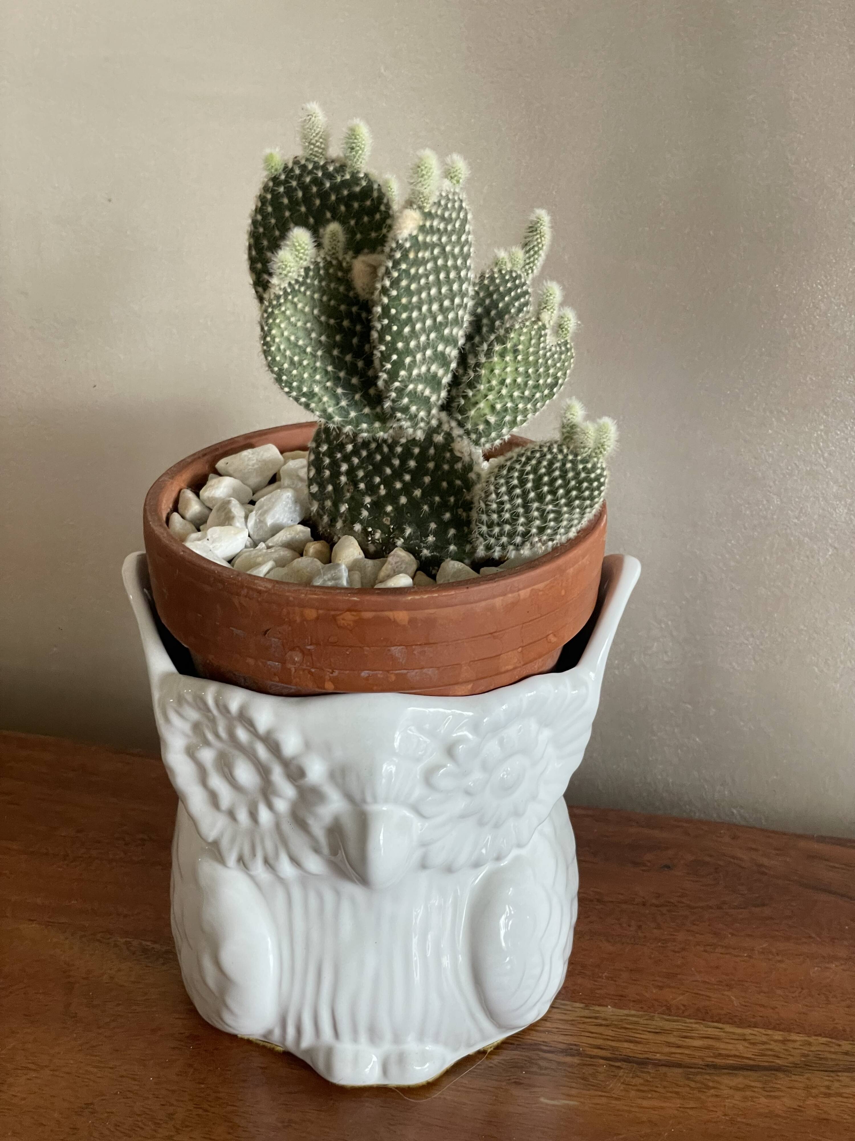 Owl plant pot