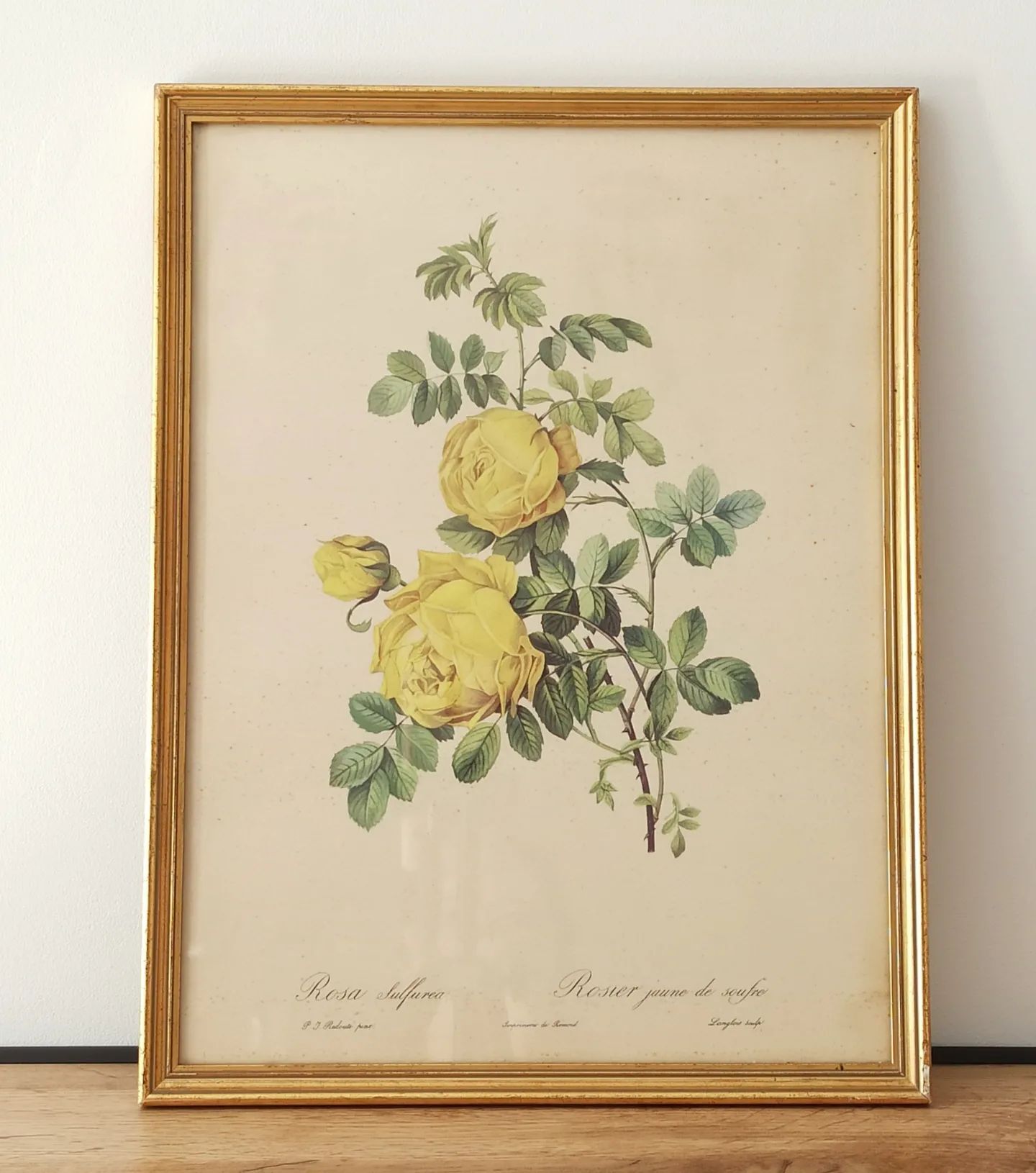Lithographie rose Redouté