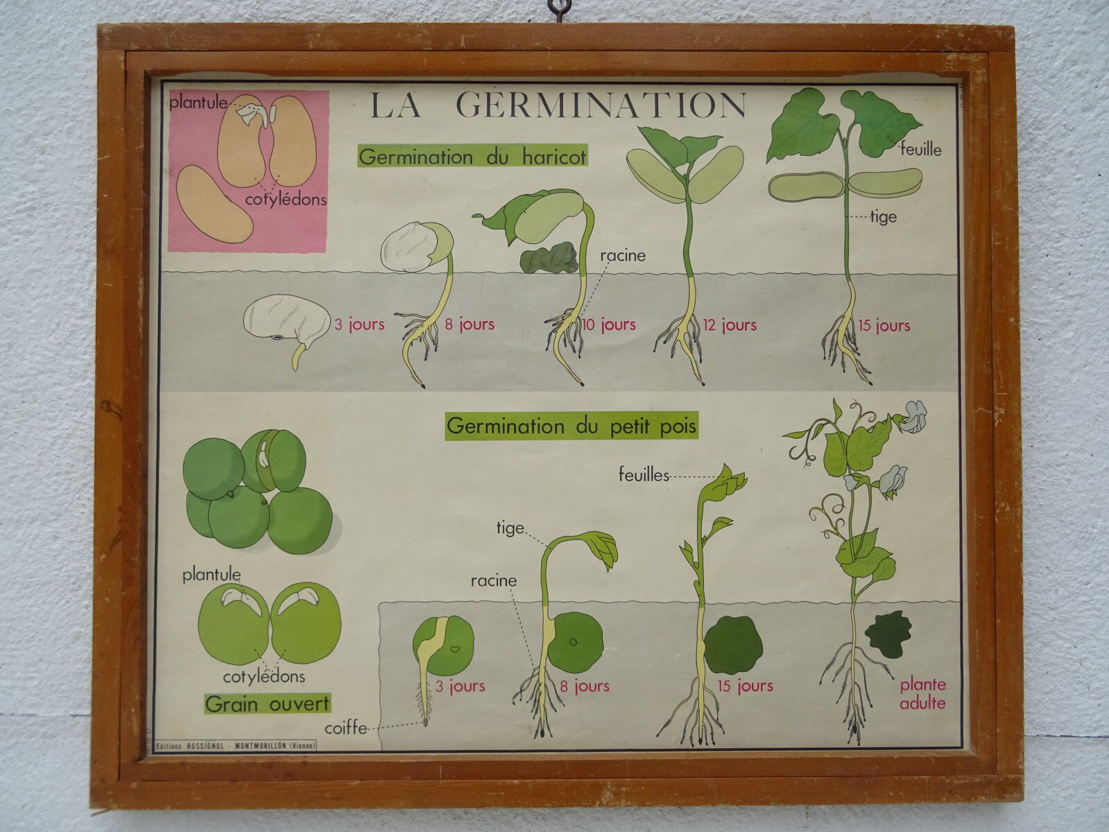Set of 10 Rossignol posters on plants with frame
