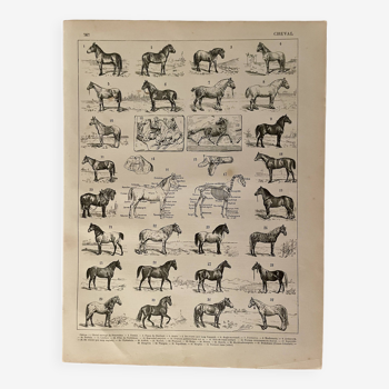 Lithograph on horses - 1900