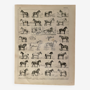 Lithographie sur les chevaux - 1900