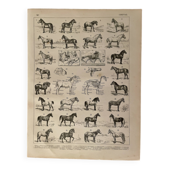 Lithographie sur les chevaux - 1900