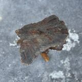 Tabouret Billot en Bois Massif – Sculpture Organique H54cm