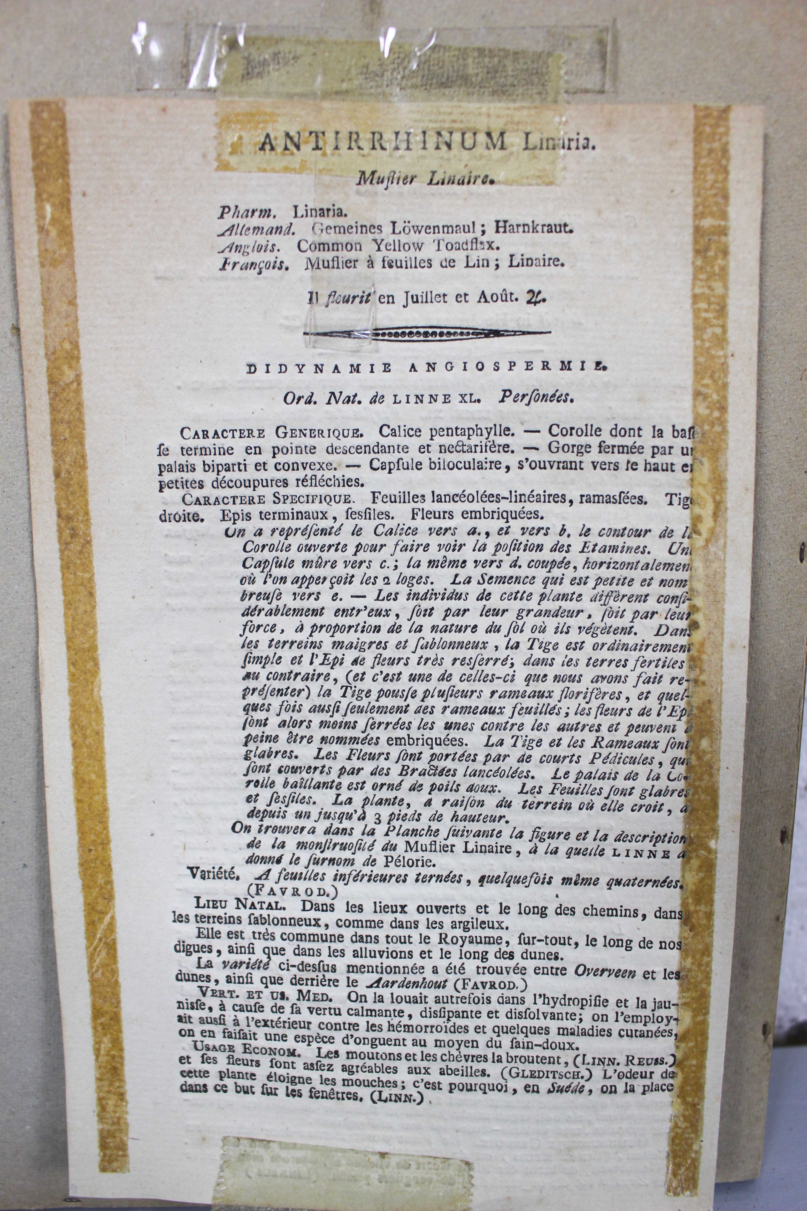 Set of 3 copperplate engravings from the famous book "Flora Batava, 1807"-1814