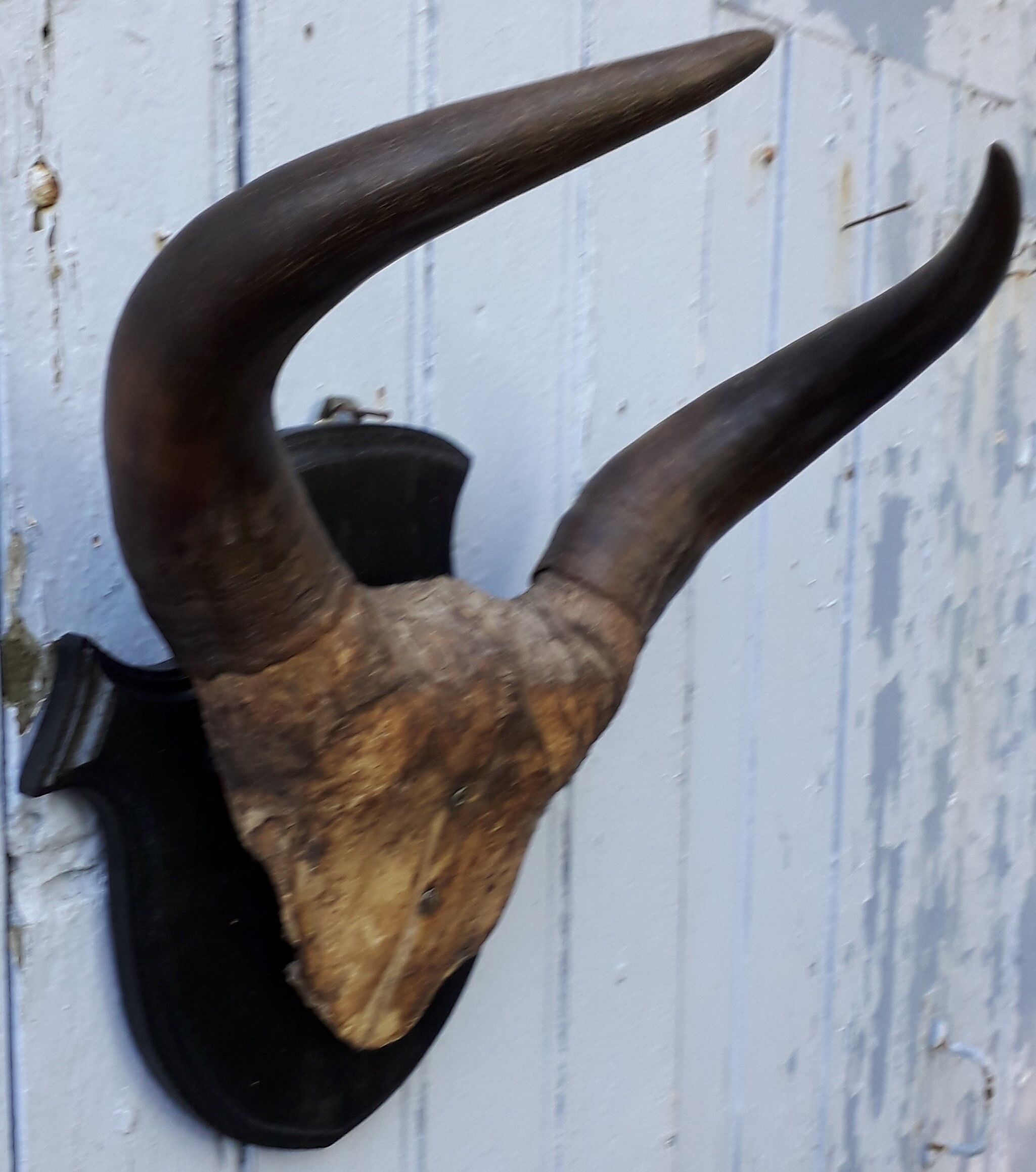 Buffalo massacre trophy