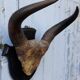 Buffalo massacre trophy