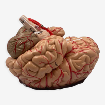 Modèle anatomique cerveau scientifique