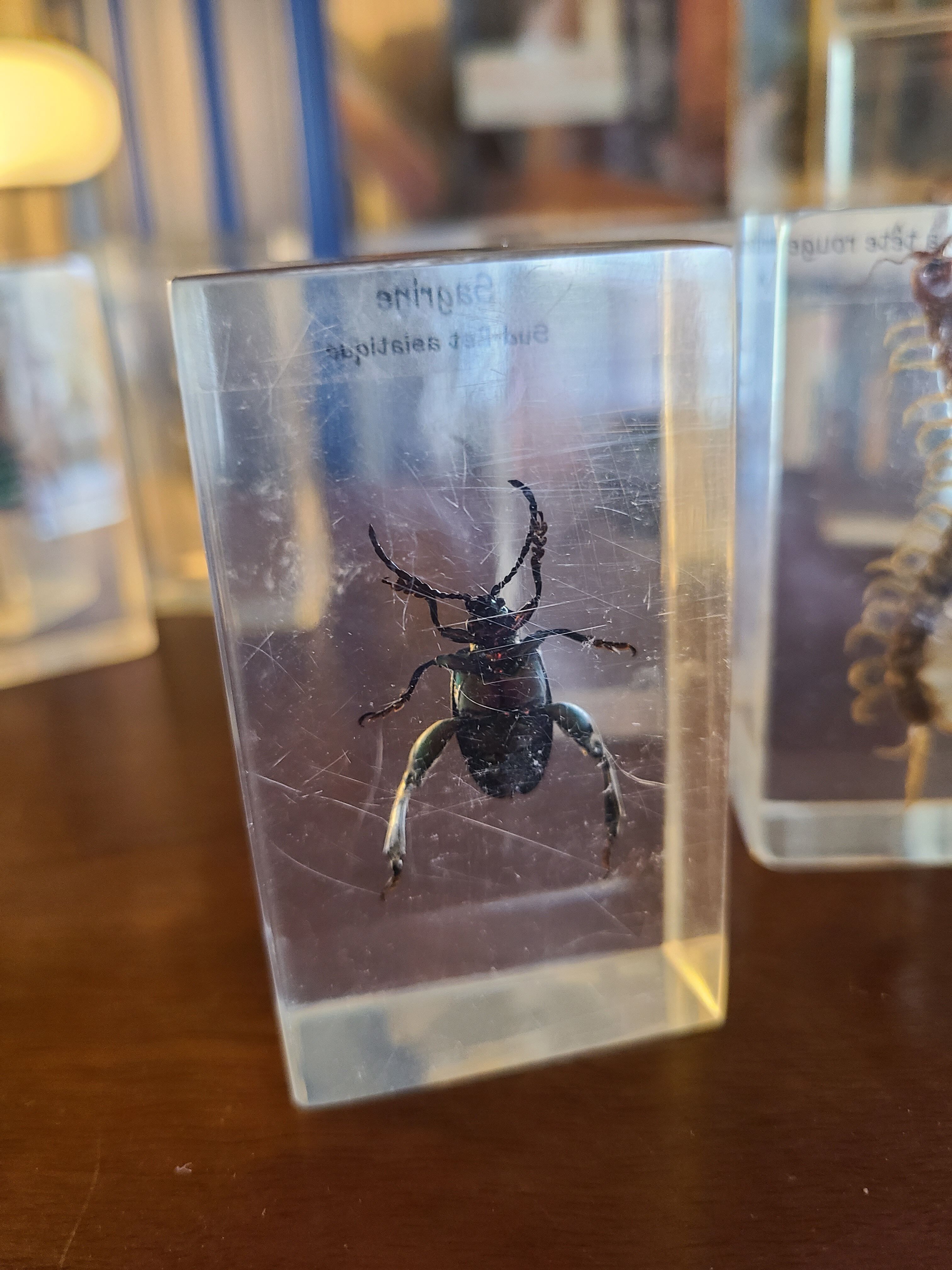 Insects under vintage resin