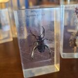Insects under vintage resin