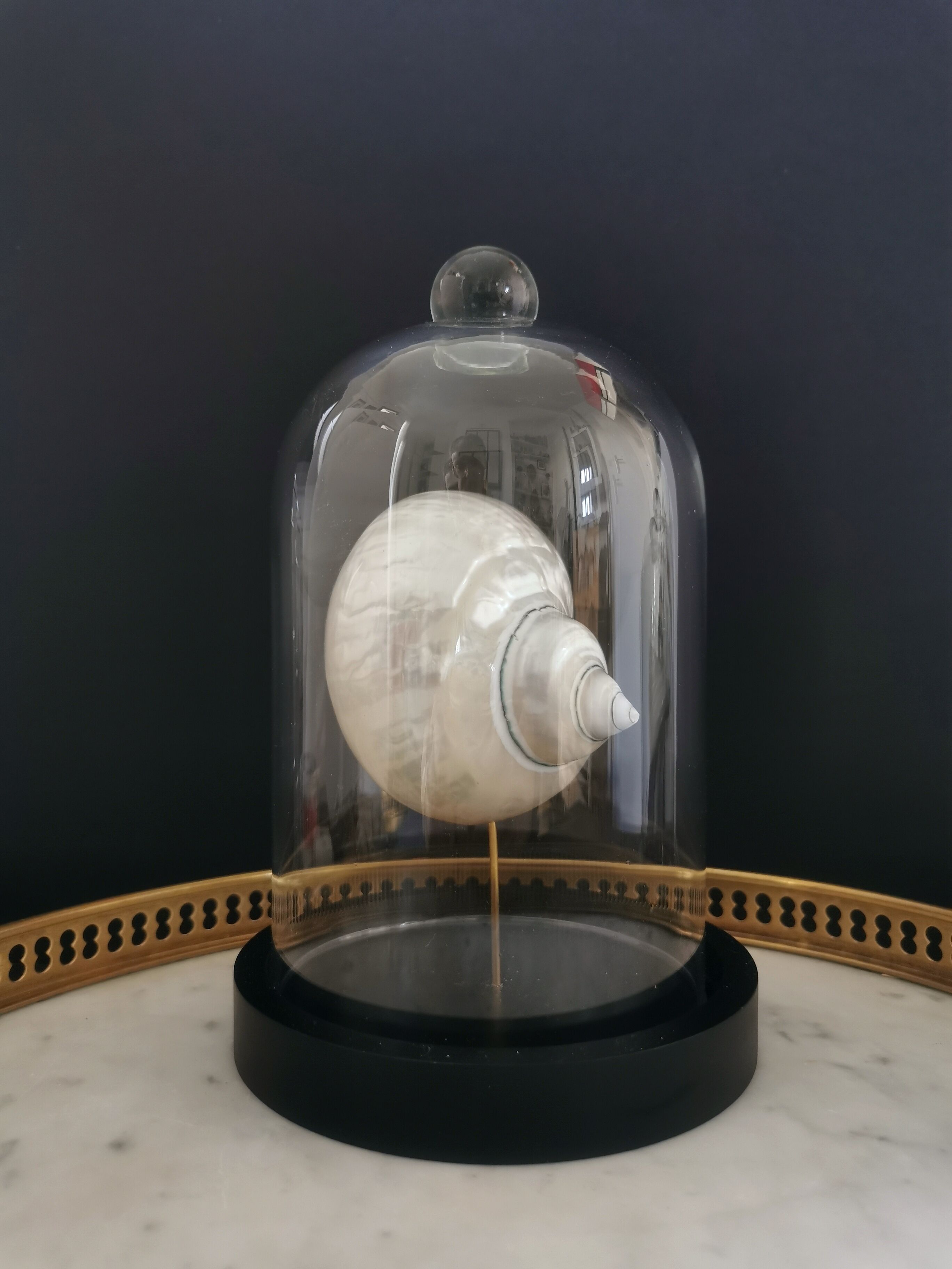 Pearl Turbo shell under glass globe. H. 18,5cm