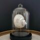 Pearl Turbo shell under glass globe. H. 18,5cm