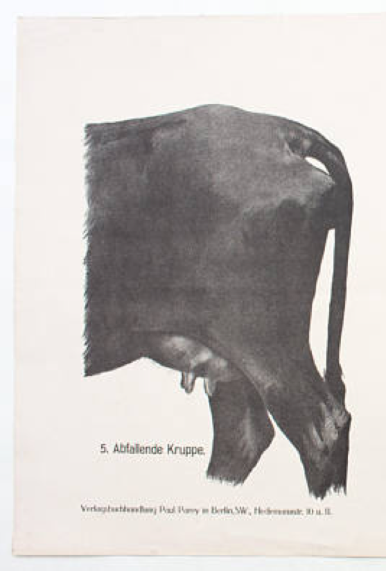 Poster by Dr. G Pusch, "Anatomy of Cows", 1901