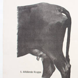 Poster by Dr. G Pusch, "Anatomy of Cows", 1901