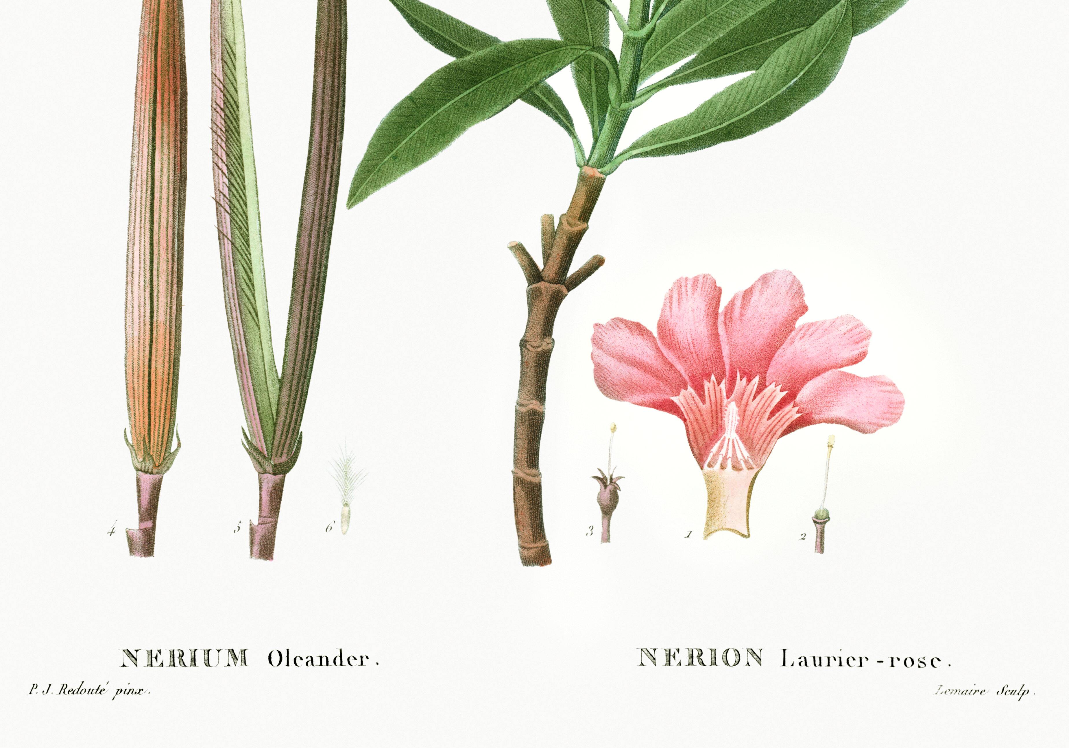 Botanical poster on the Oleander, after an old engraving from 1802