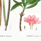 Botanical poster on the Oleander, after an old engraving from 1802