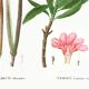 Botanical poster on the Oleander, after an old engraving from 1802