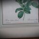 Litho Rosier Pont
