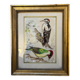 Table: green woodpecker and great spotted woodpecker