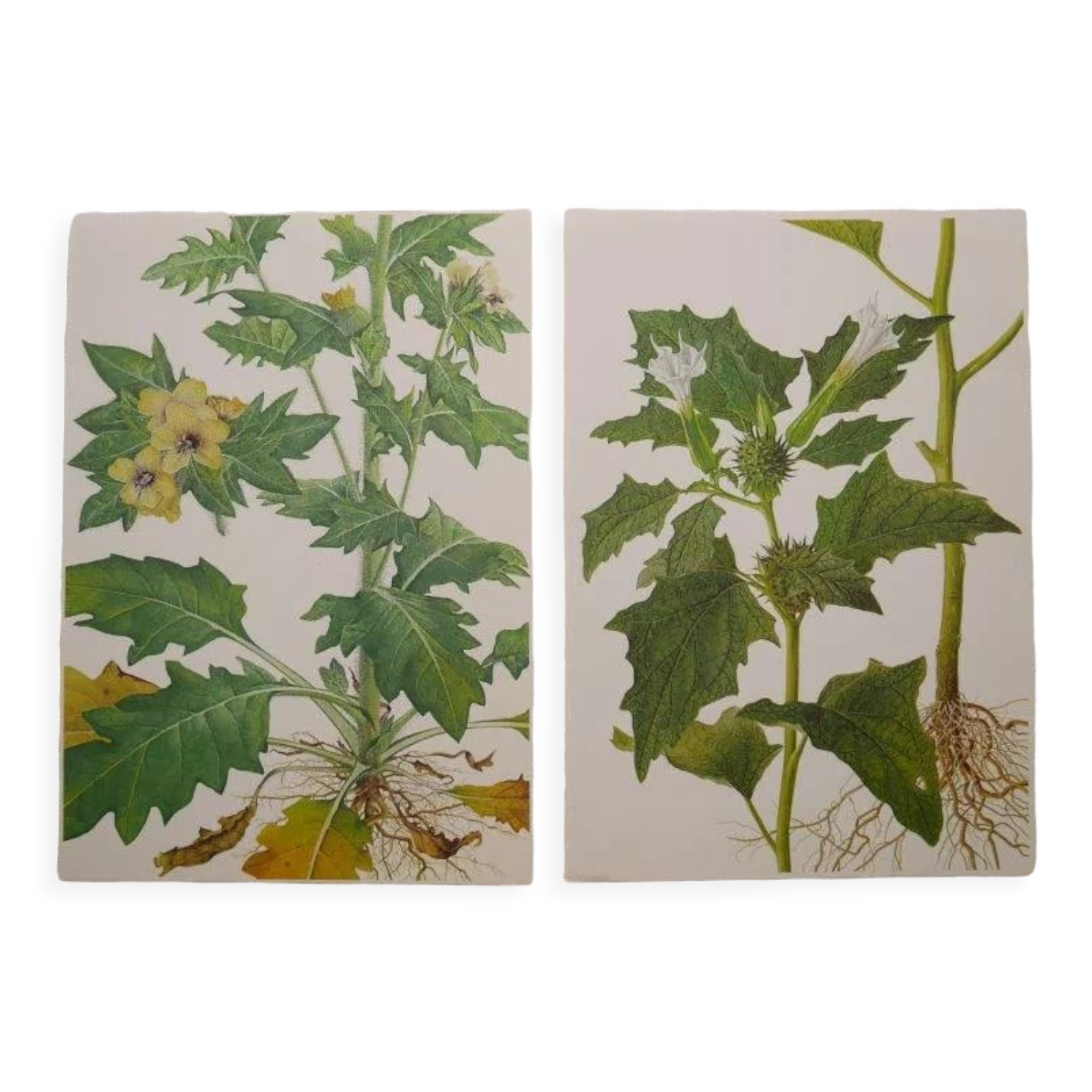 Set of 2 botanical plates Geigy, thorny apple and black henbath