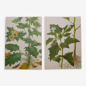 Set of 2 botanical plates Geigy, thorny apple and black henbath