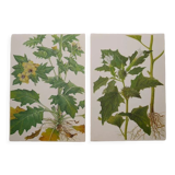 Set of 2 botanical plates Geigy, thorny apple and black henbath