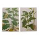 Set of 2 botanical plates Geigy, thorny apple and black henbath
