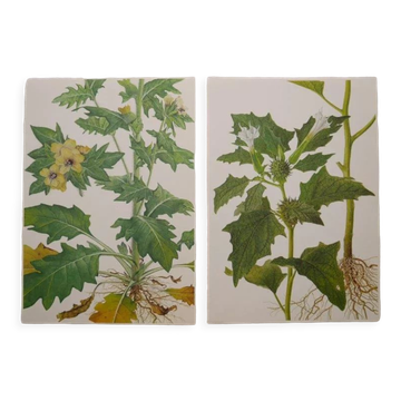 Set of 2 botanical plates Geigy, thorny apple and black henbath