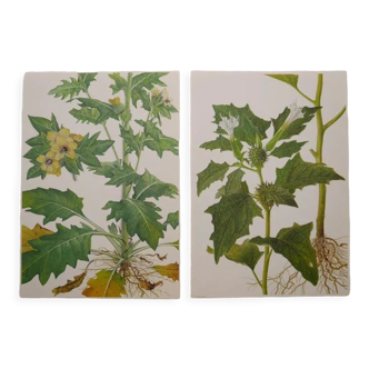 Set of 2 botanical plates Geigy, thorny apple and black henbath