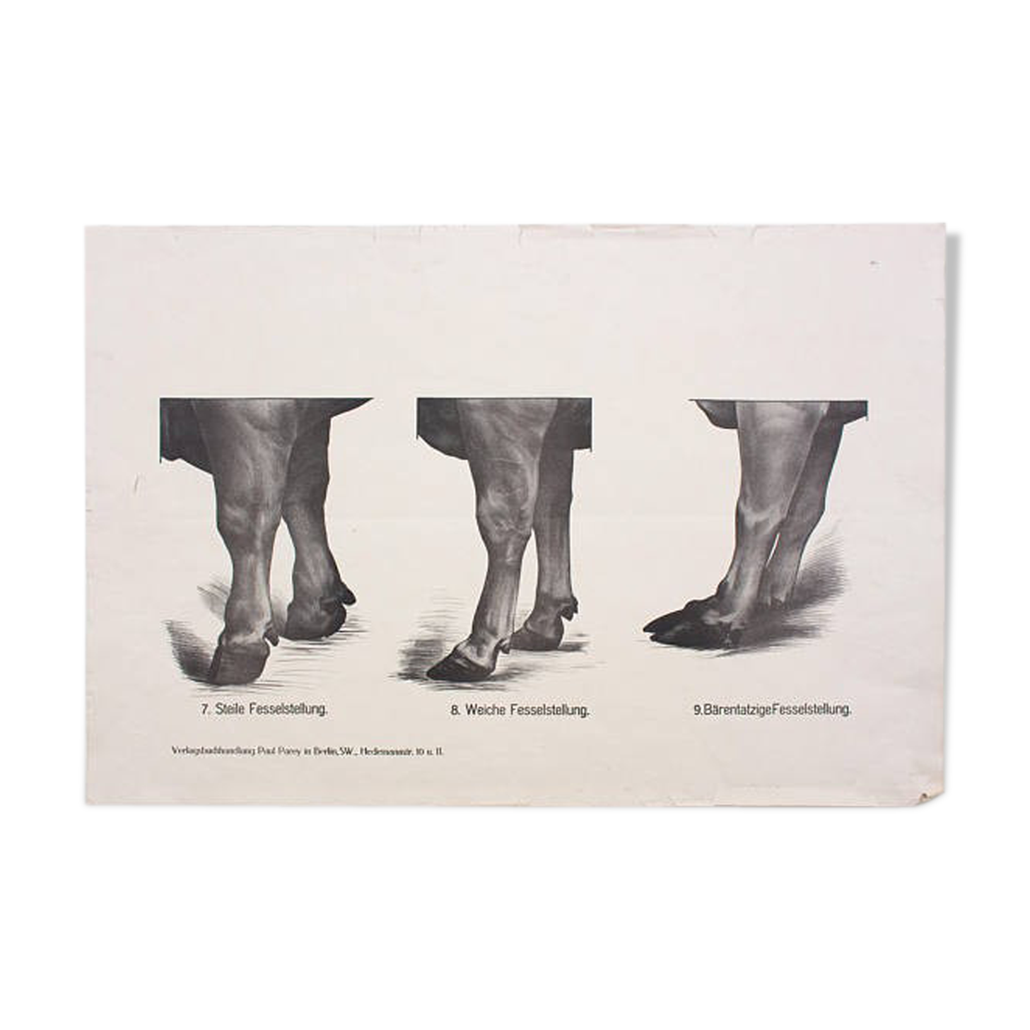 Affiche par Dr G Pusch, « Anatomie de vaches », 1901