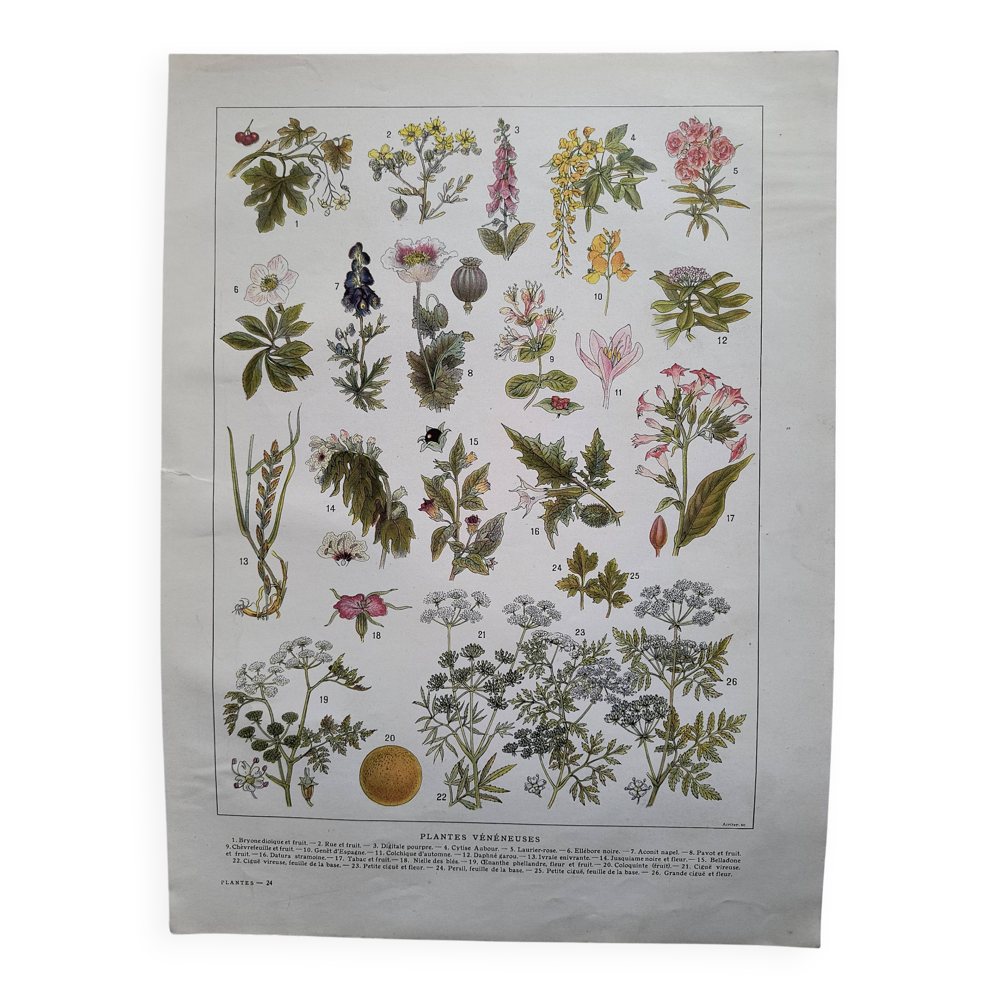 Botanical engraving 1922 - Poisonous plants - vintage floral print