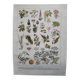 Botanical engraving 1922 - Poisonous plants - vintage floral print