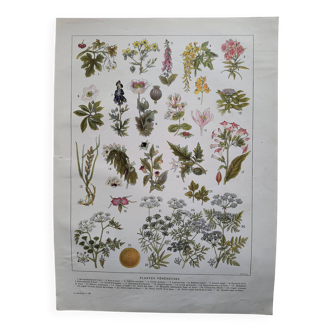 Gravure botanique 1922 - Plantes vénéneuses - planche vintage floral fleur