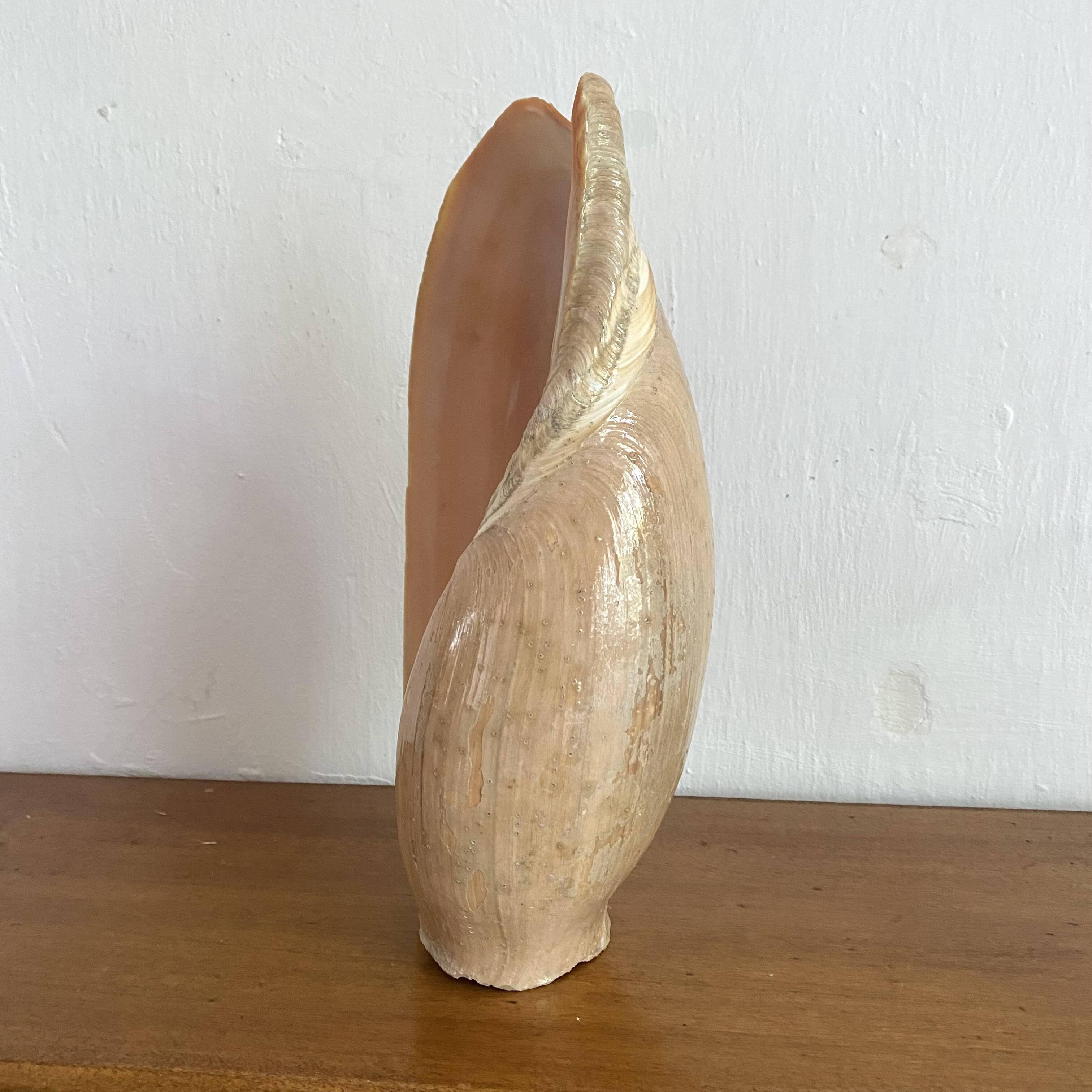Volute shell from Senegal, 70s-80s