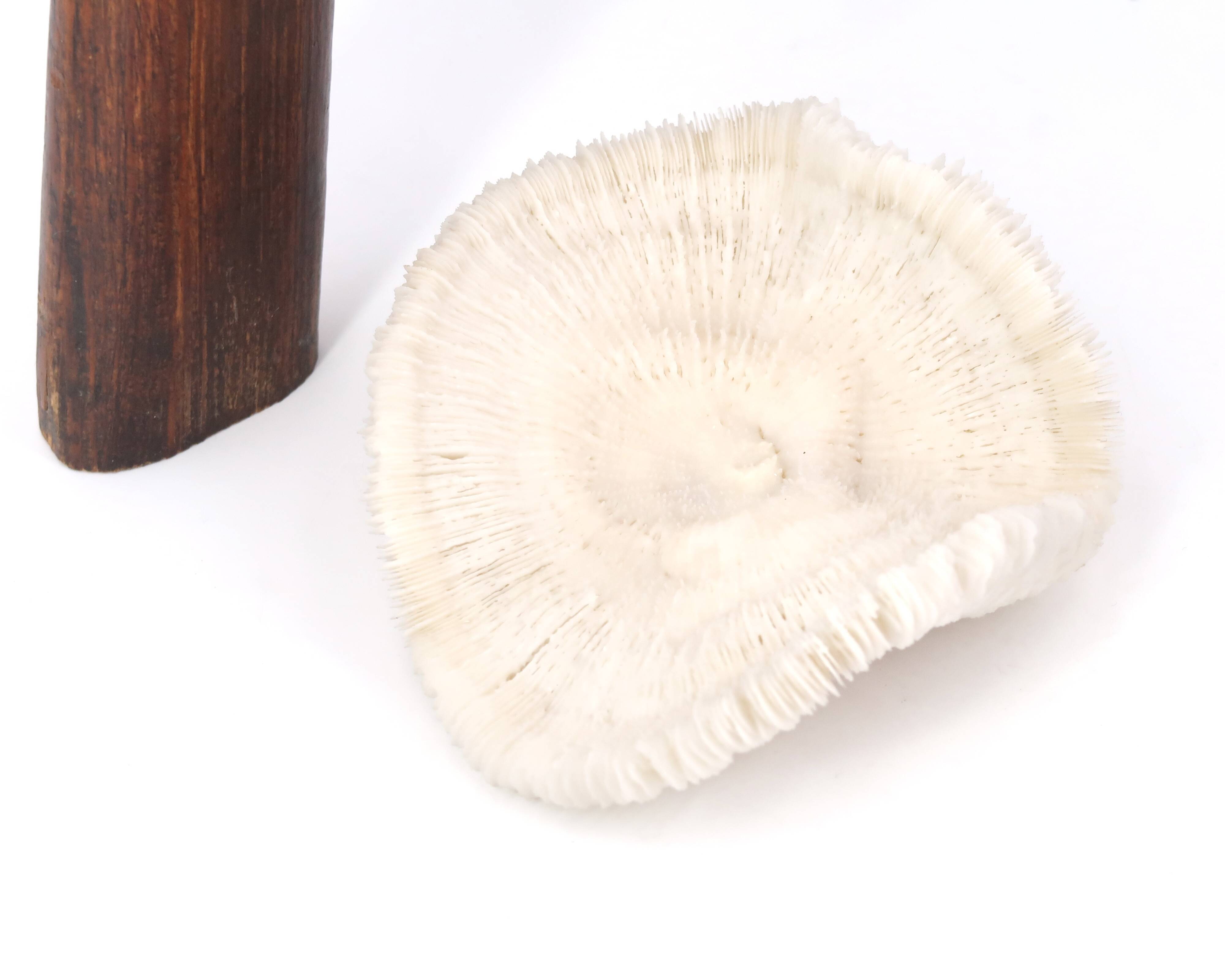 Natural white coral, 70s