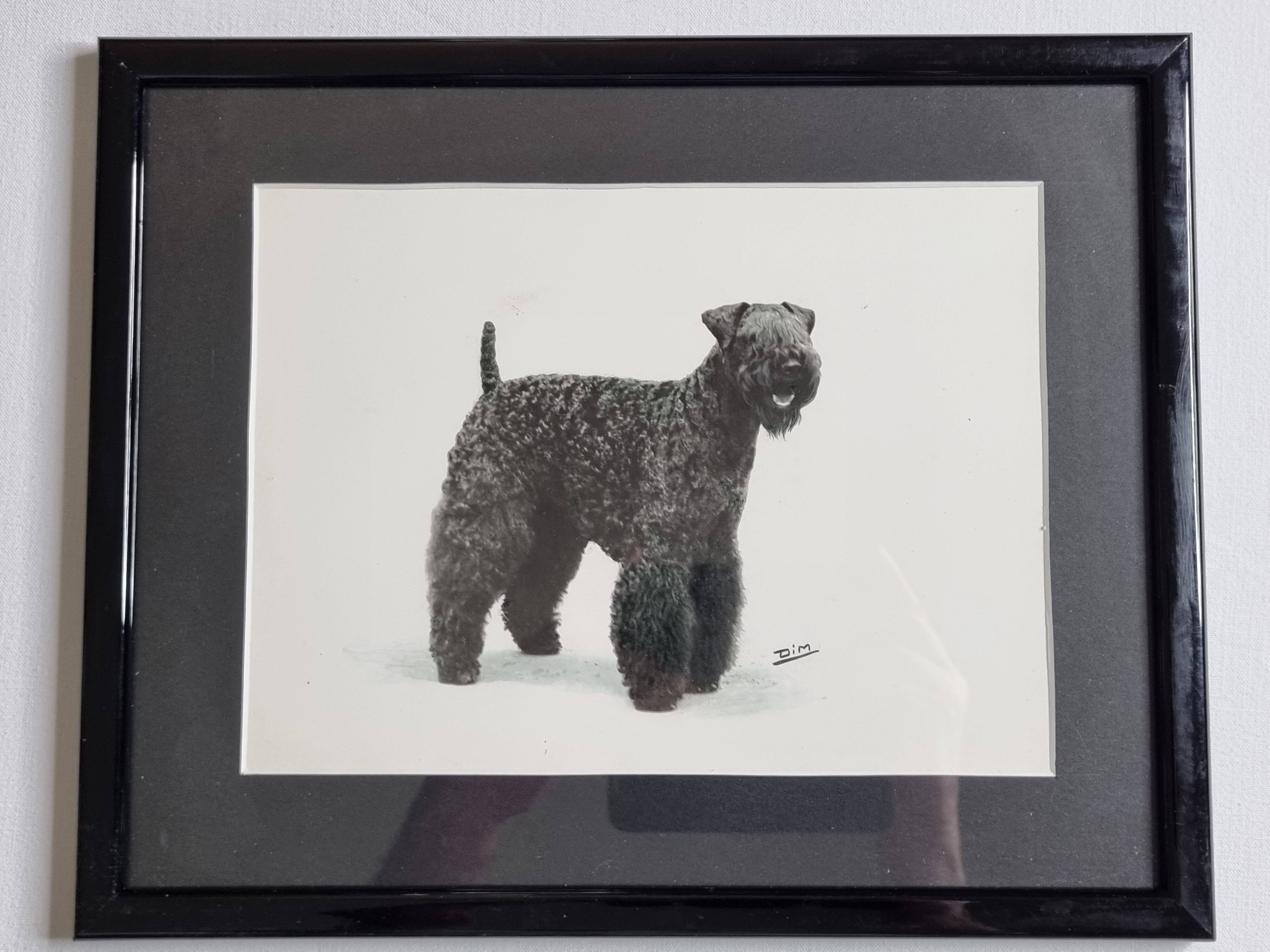 Old photograph, silver print, canine portrait signed "Dim" Henri Dimont 32 x 25 cm