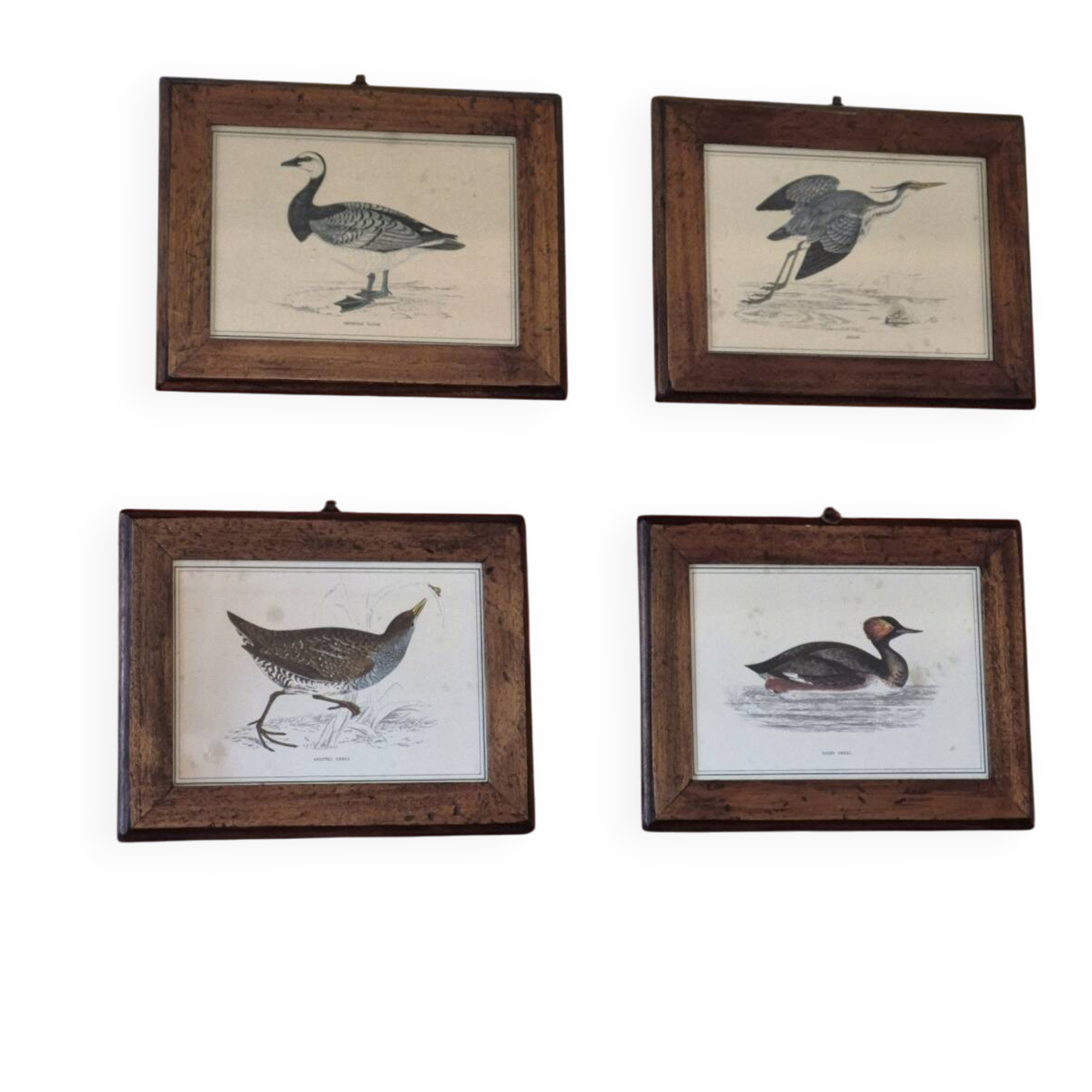 Bird frames