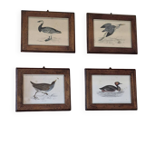 Bird frames