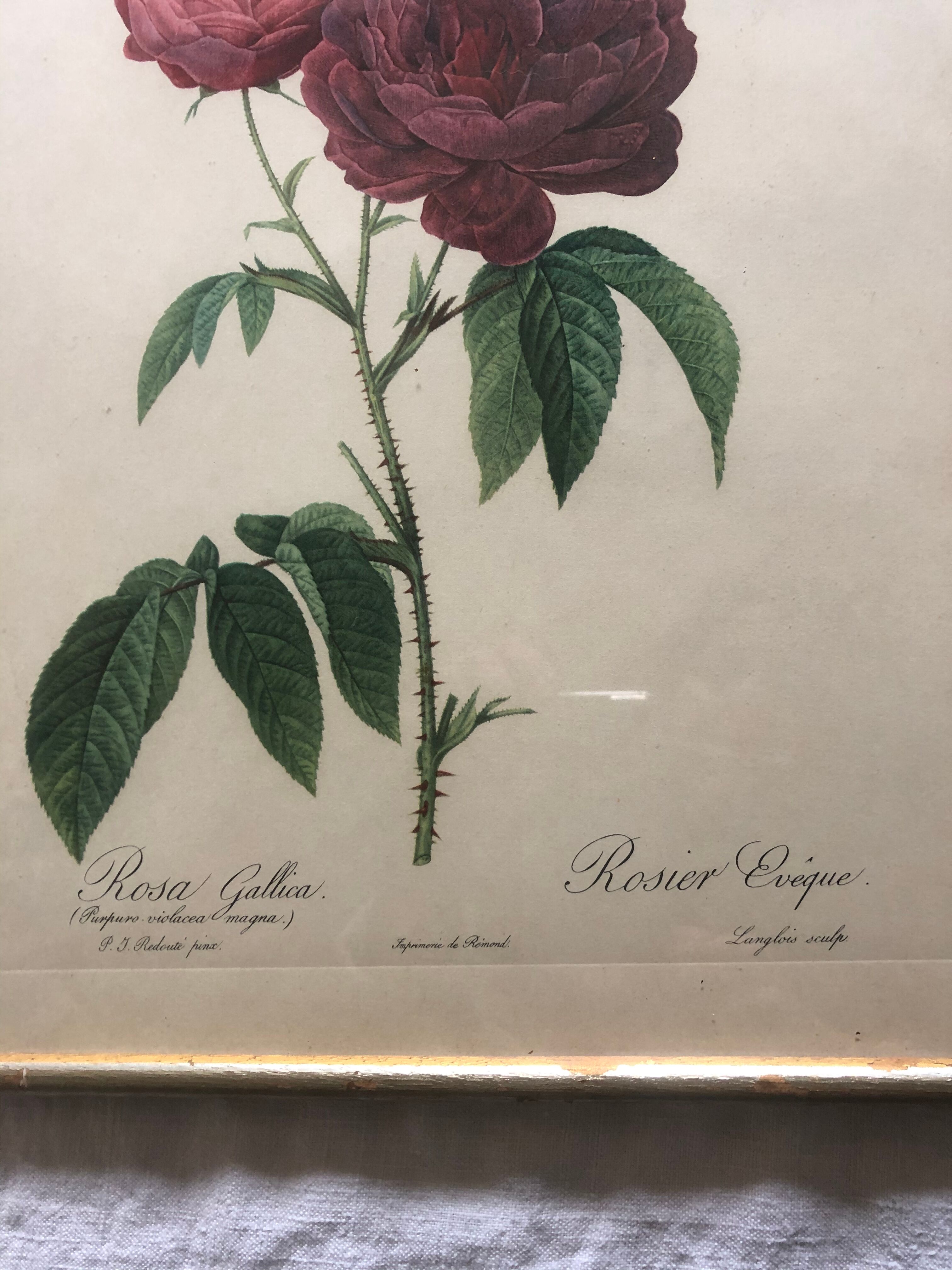 Pierre Joseph Redouté botanical plank framed