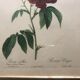 Pierre Joseph Redouté botanical plank framed