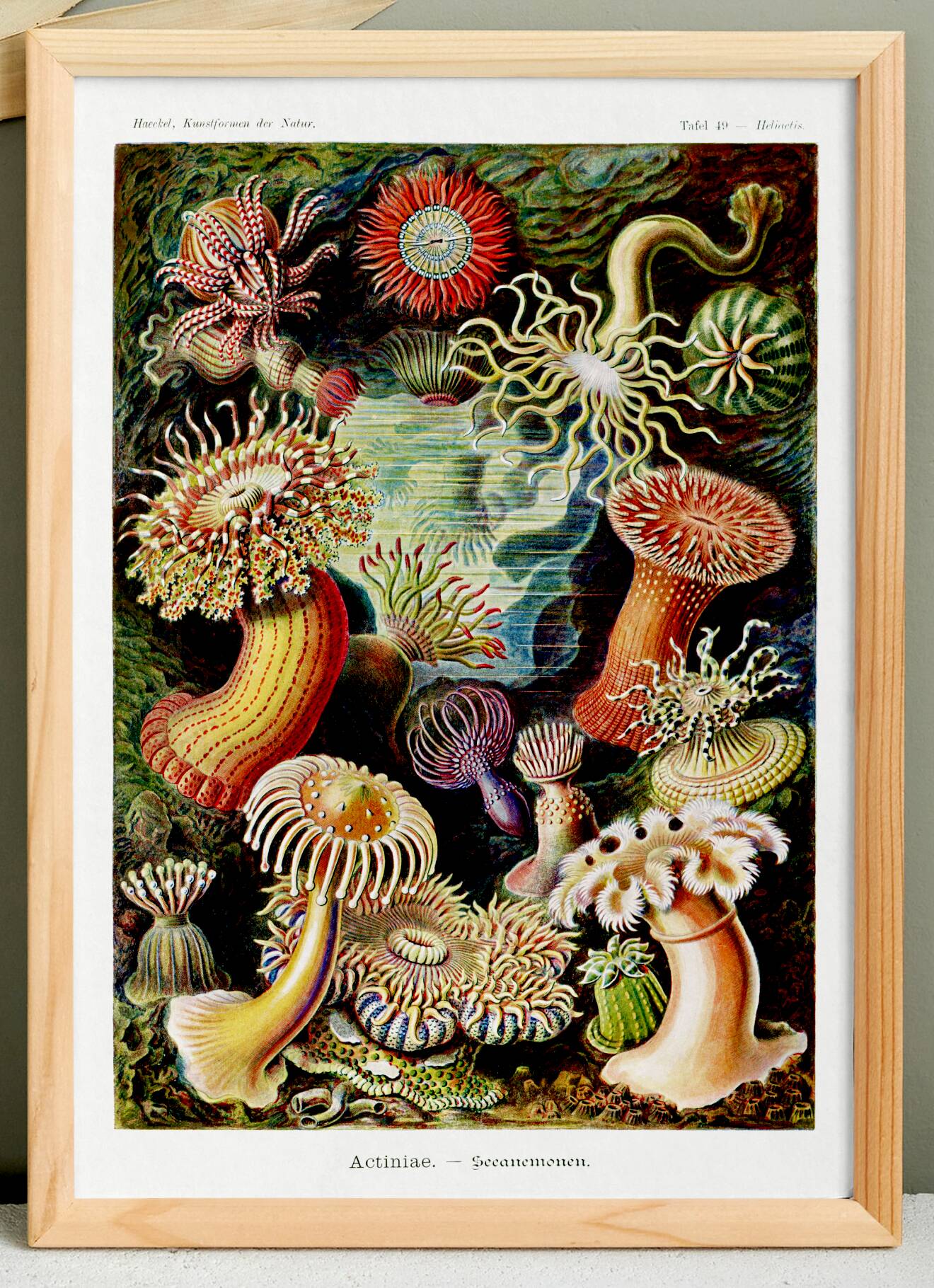 Poster about "sea anemones", based on an old lithograph