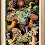 Poster about "sea anemones", based on an old lithograph