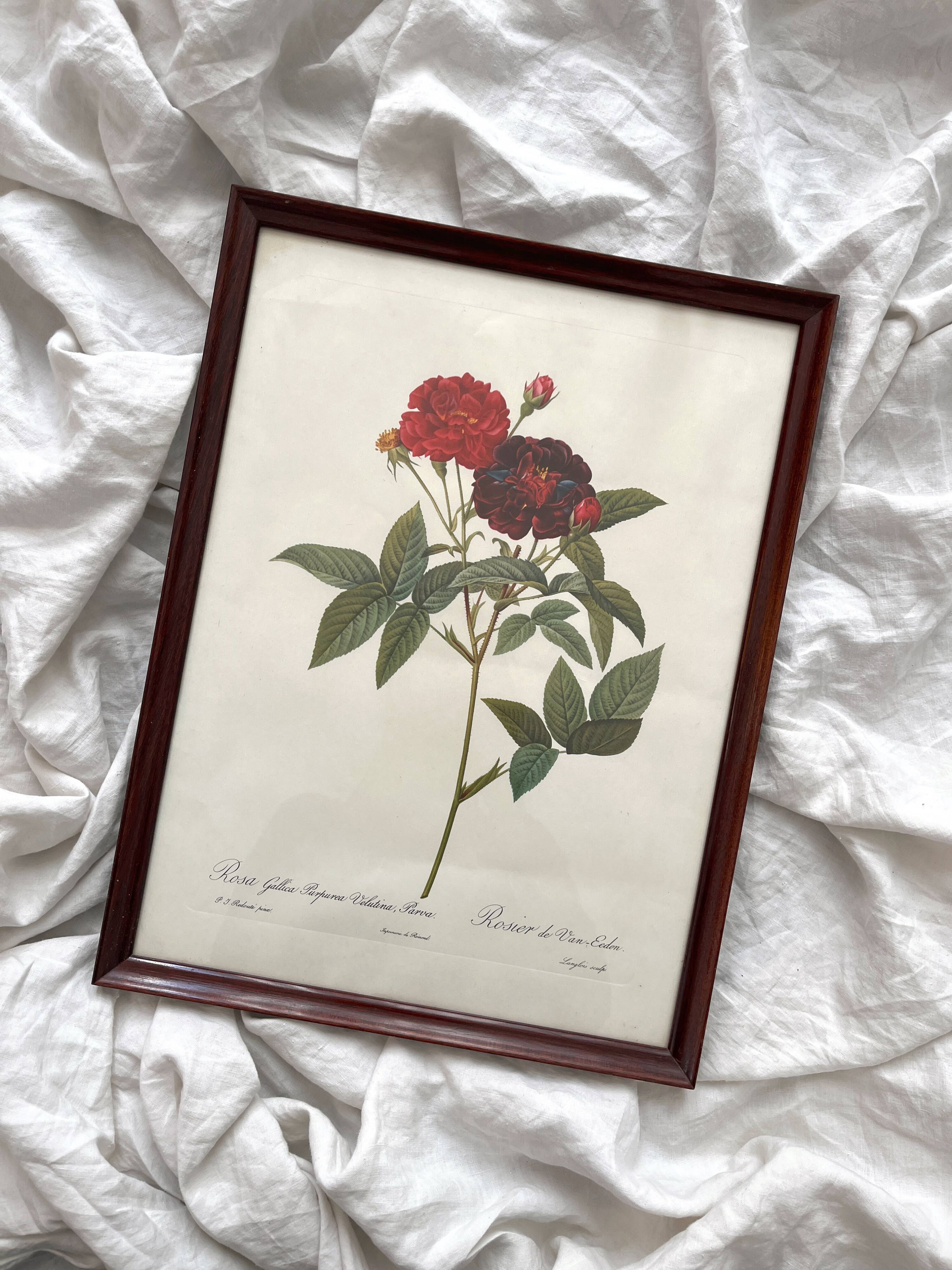 Framed lithograph of roses by Pierre Joseph Redouté, vintage botanical poster