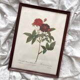 Framed lithograph roses Pierre Joseph Redouté, vintage botanical poster