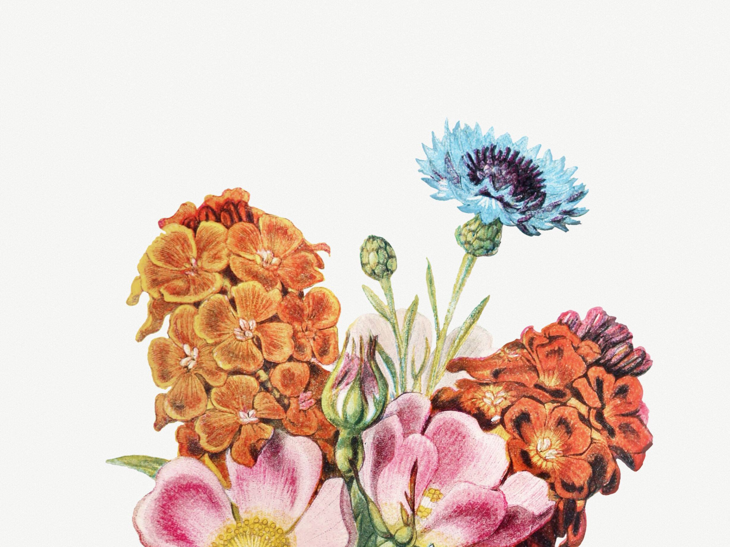 Poster featuring “Wild rose, cornflower and garden anemone”