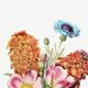 Poster featuring “Wild rose, cornflower and garden anemone”