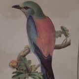 Bird engraving