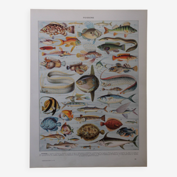 Lithographie originale sur les poissons