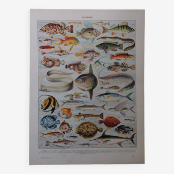 Original lithograph on fish